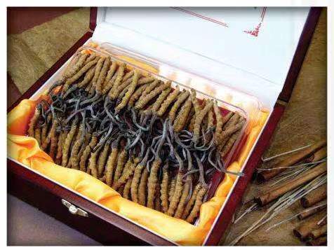 官渡冬虫夏草回收